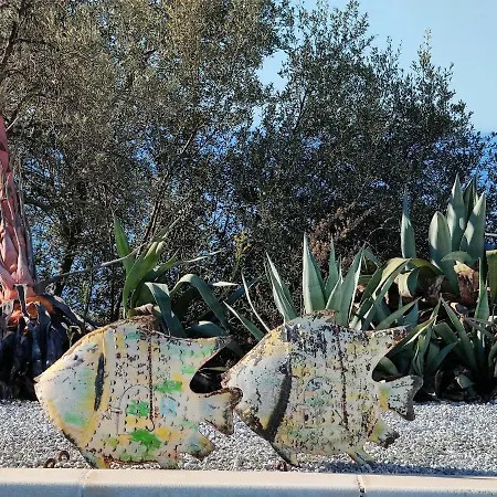 Campo Agave Sayalonga